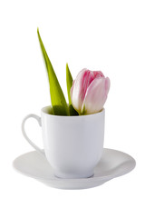 red tulip in coffe cup isolated