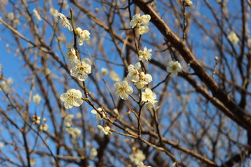晴天と梅の花