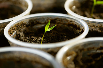 Young Seedling. Young seedlings growing on windowsill in plastic cup