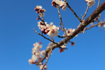 晴天と梅の花