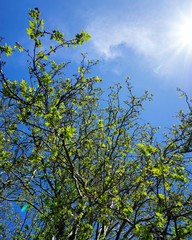Zürich im Frühling, Schweiz