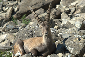 Steinbock beim Liegen