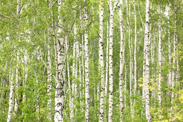 Obraz premium Birch tree trunk. Young green leaves on branches of birch. Birch forest in sunlight in the morning.