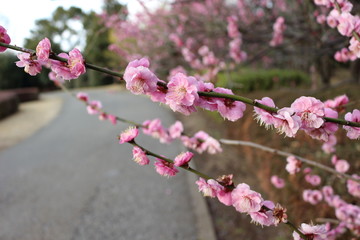 ピンク色の梅の花