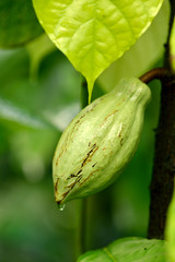 Theobroma cacao. Its seeds, cocoa beans, are used to make cocoa mass, cocoa powder, confectionery, ganache and chocolate