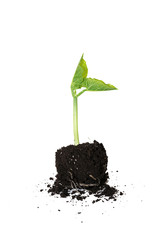 The young plant grows from the ground