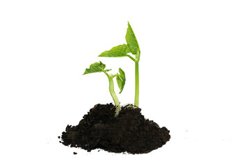 The young plant grows from the ground
