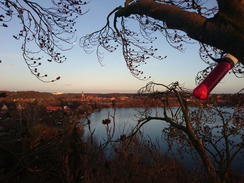 Geocache im Baum