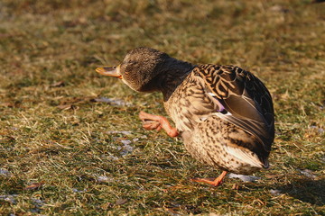 Stockente am Ufer, Anas platyrhynchos