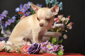 Chihuahua and flowers in the studio on a dark background