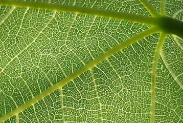 Detail of the backlit texture and pattern of a fig leaf plant, the veins form similar structure to a green tree