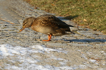 Stockente am Ufer, Anas platyrhynchos