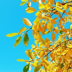 Autumn leaves on tree