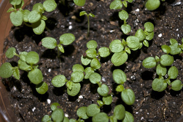 Macro closeup young seedling with green leaves in garden 