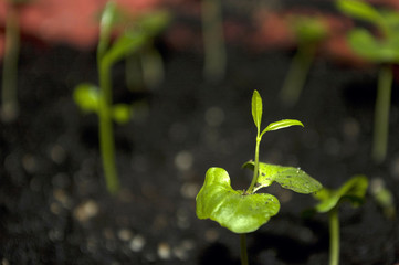 Macro closeup young seedling with green leaves in garden 