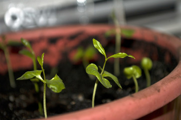 Macro closeup young seedling with green leaves in garden 