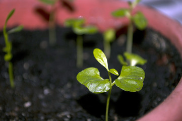 Macro closeup young seedling with green leaves in garden 