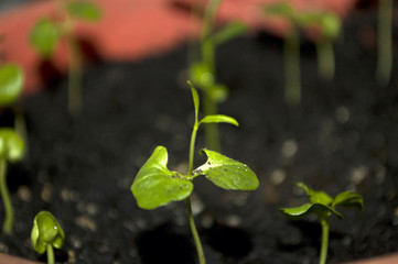 Macro closeup young seedling with green leaves in garden 