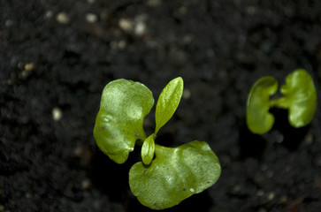 Macro closeup young seedling with green leaves in garden 