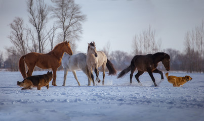 Herd of several horses play with dogs in snow