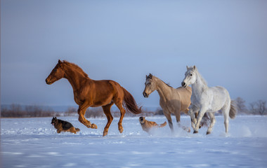 Herd of several horses with dogs run on snow on blue sky background