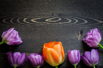 Fototapeta na wymiar Pink tulips in row space for text
