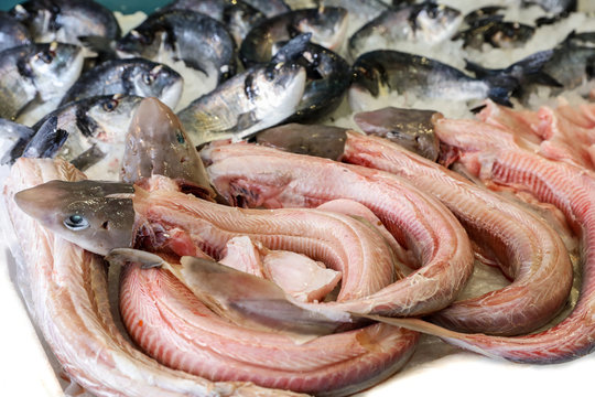 Mustelus or smooth-hounds sharks for sale in the greek fish market.