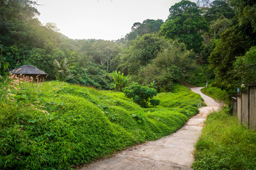 The green trail leading into the distance