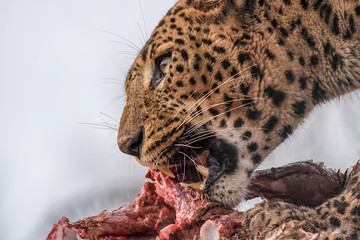 A very close photograph of a jaguar feeding on its prey  © alan1951