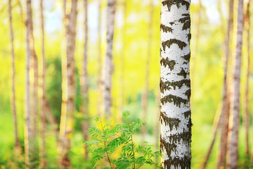 summer in sunny birch forest