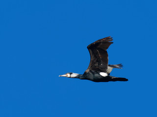 Cormorant - Phalacrocorax carbo