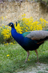 Obraz premium Peacock at the ecomusee in Alsace