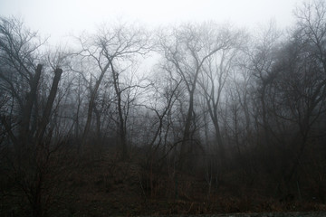 Fototapeta na wymiar Mystical atmosphere in the forest