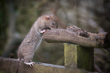 A rat standing on a fence eating food fro a natural bird feeder