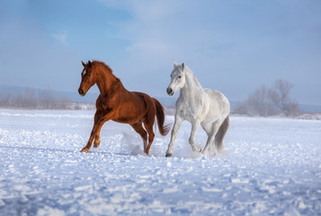 Red and white horses run on snow on blue sky background