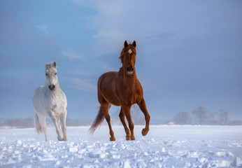 Red and white horses run on snow on blue sky background