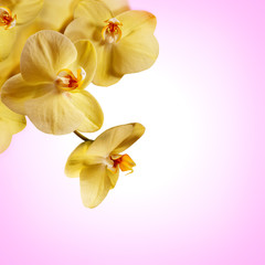 Obraz na płótnie Canvas Orchid flowers border
