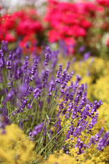 Lavendel im Blütenmeer