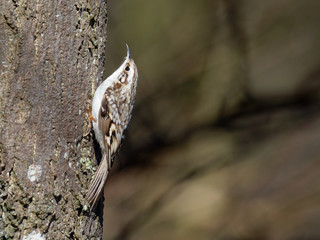 Tree creeper - Certhia familiaris