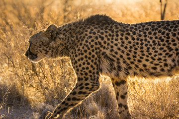 Gepard auf der Lauer, Namibia