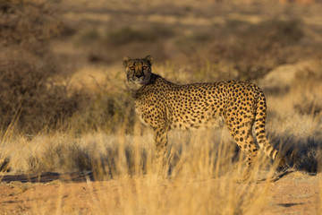 Fototapeta na wymiar Gepard, Namibia