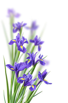 Iris Flowers on a White
