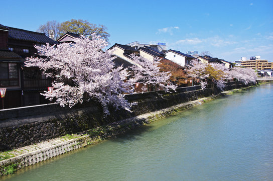 Cherry blossom in Ishikawa in Japan