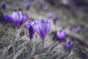 View at sunlit purple crocus flowers in springtime