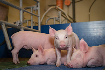 Moderner Schweinestall - Saugferkel im beheizten Liegebereich einer Abferkelbucht