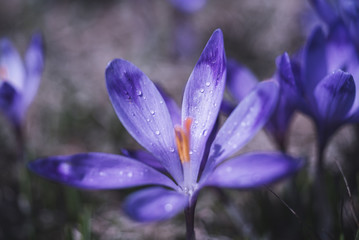 View at sunlit purple crocus flowers in springtime
