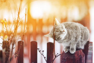 cute cat fondled on the fence, his eyes closed from the pleasure in March on a Sunny day