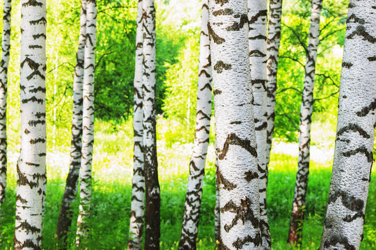 Fototapeta summer in sunny birch forest