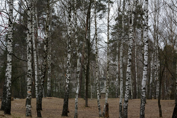 Beautiful spring landscape: birch grove