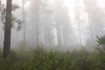 Pinus canariensis. Misty foggy forest in Tenerife, Spain, winter weather
